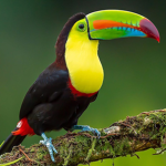 Tucan KEEPERS