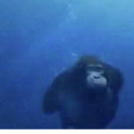 monke of the studios