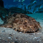 Wobbegongs