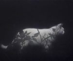 celestial pelts ; [wcue]