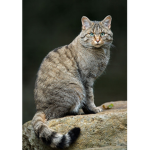 Country of Cats