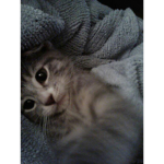 layla is a girl