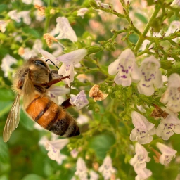 🐝