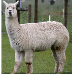 Team savage Llamas