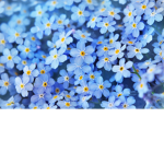 Daisys and Bunnys