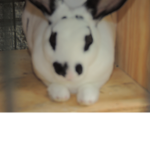 da bunny fam