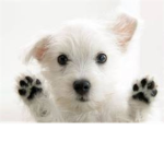 Tell Your Dog Everything