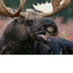 Clan moose