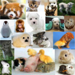 GO AGAINST PETSMART CRUELTY!!