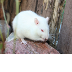 Albino rat Empire
