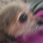 Apibus