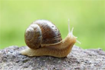 Snail Club