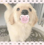 pupisetreat