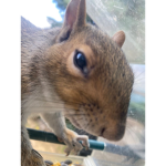 Squirrel Clothing Store