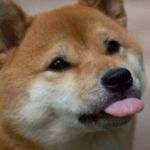 doggo's random group