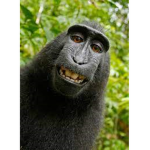 Monke_Unlted