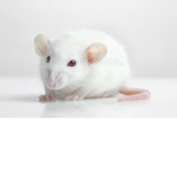 house with rats