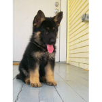 Dark_puppys