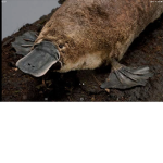 PlaTYpuS :o