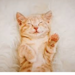 Kitty._.Kat