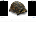 Rileys turtle squad