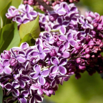 Lilac lovely’s