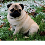 PUGS fan group yay