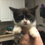 Cute kitten 12