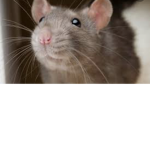 The rats:]