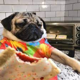 Pop Tarts VS. Pugs: Capture the Flag (UPDATE!)