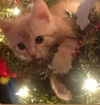 დ .•*””*•~ Christmas spririt ~ •*””*•.დ