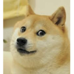 DOGGO GANG!!!!