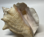 THE CONCHSHELL GROUP
