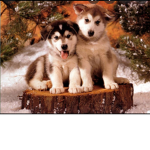 puppy love for ever!!