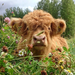 Bloxburg Aesthetic fluffy cows