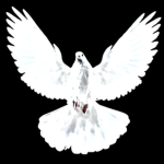 Caelivian