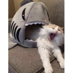 MMEOWWWWWWWWWW