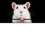 Daya’s rat Squad