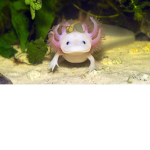 Axolotl_nq