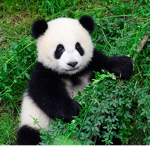 Possibly Perfect Pandas