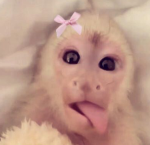 Monkey Paradiso