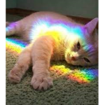 Meows Aesthetic