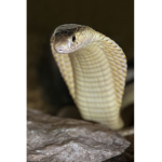 Oro's Cobras