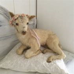 The Aesthetic Lambs