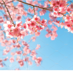 Blossom..Tea