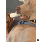 funny doggy