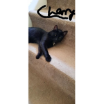 Derpy Cherry Studios