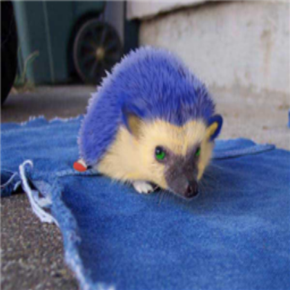Real life Sonic Roblox decal
