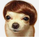 Karen dogs