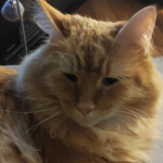 I LOV CATS (The cat club)